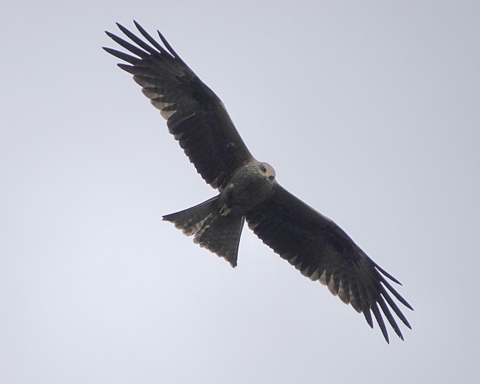 black kite